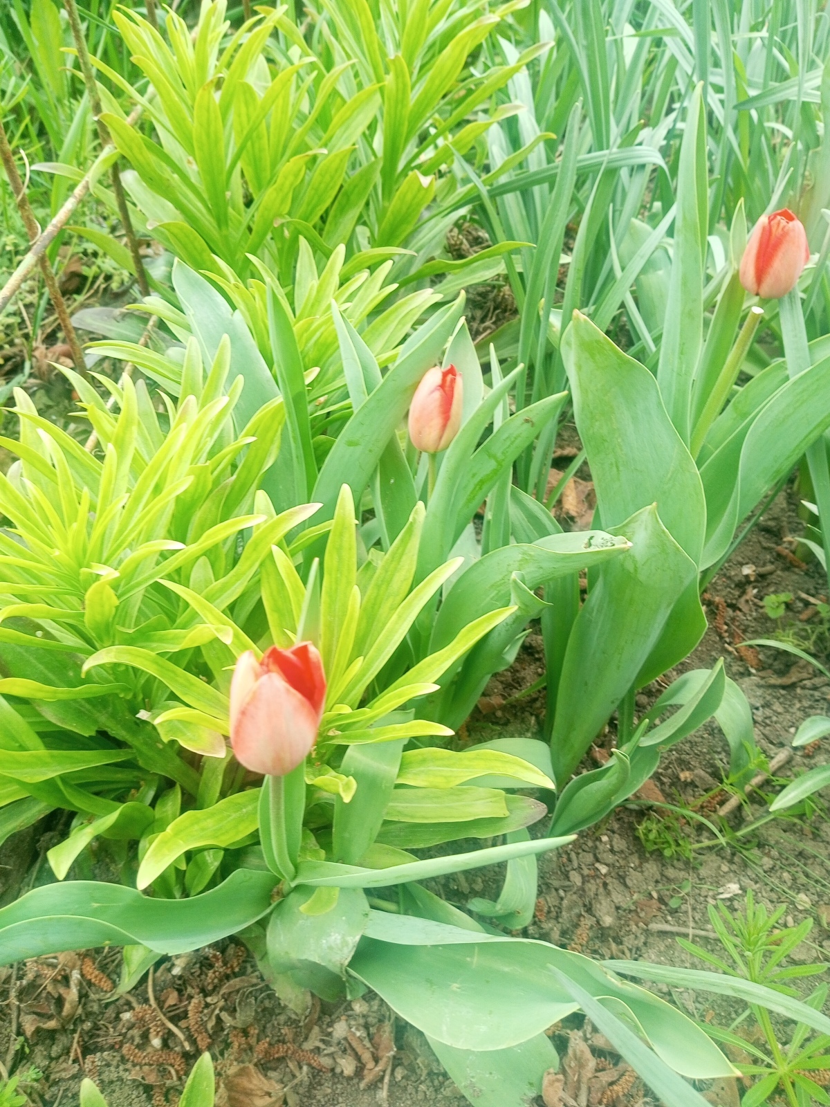 Тюльпаны украшение Апреля 🌷🌷🌷