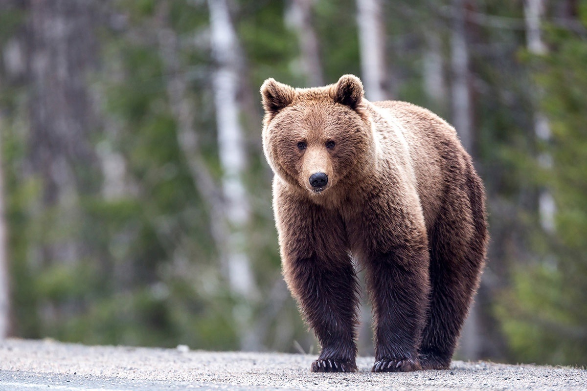 Нападение медведей на людей в российских лесах: что нужно знать?