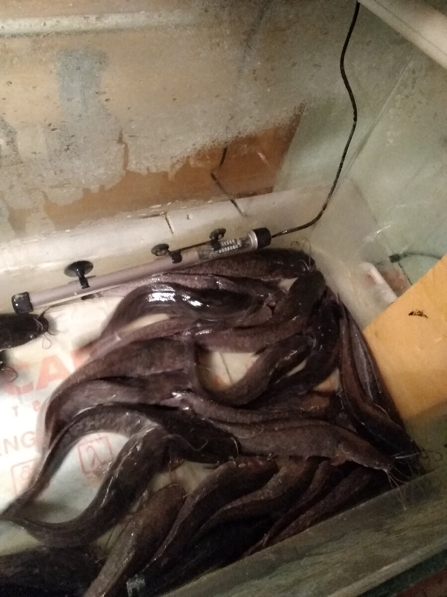 Мой "День Свободный от Забот"