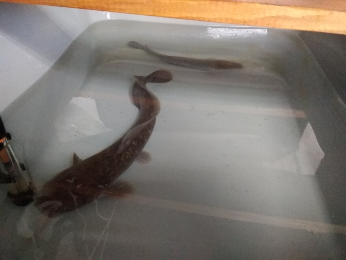 Мой "День Свободный от Забот"