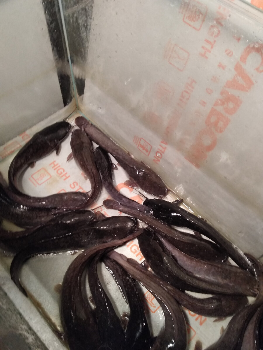 Мой "День Свободный от Забот"