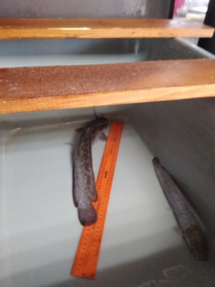 Мой "День Свободный от Забот"