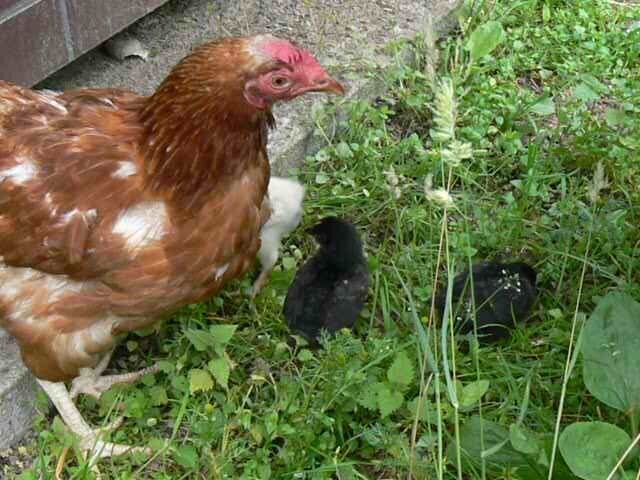 Мой "День Свободный от Забот"