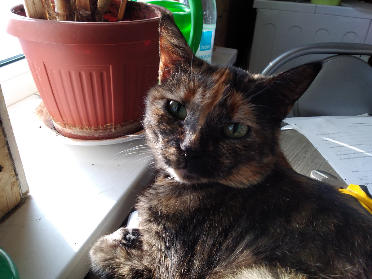 Мой "День Свободный от Забот"