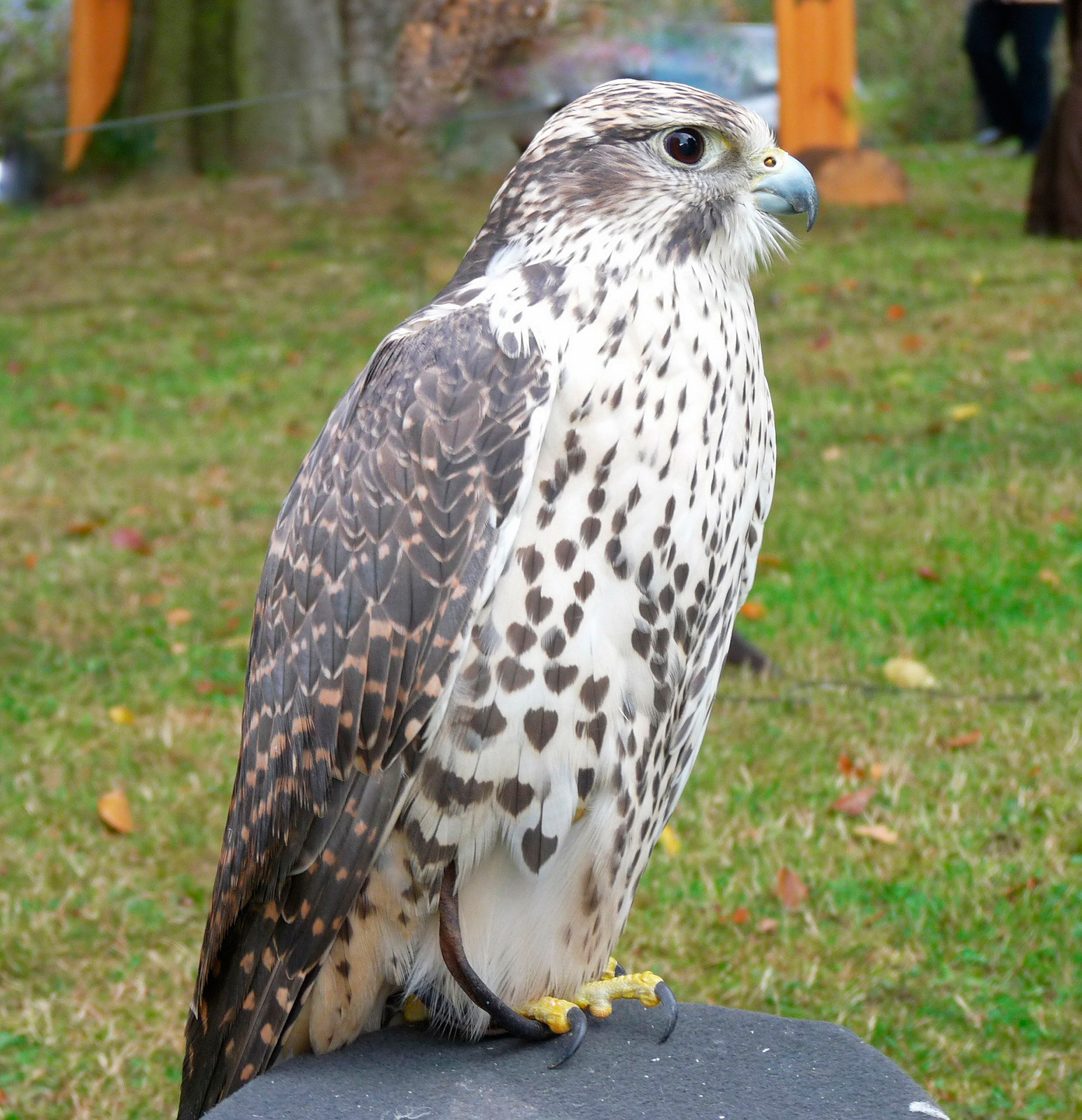 Животные России из Красной книги (примеры)