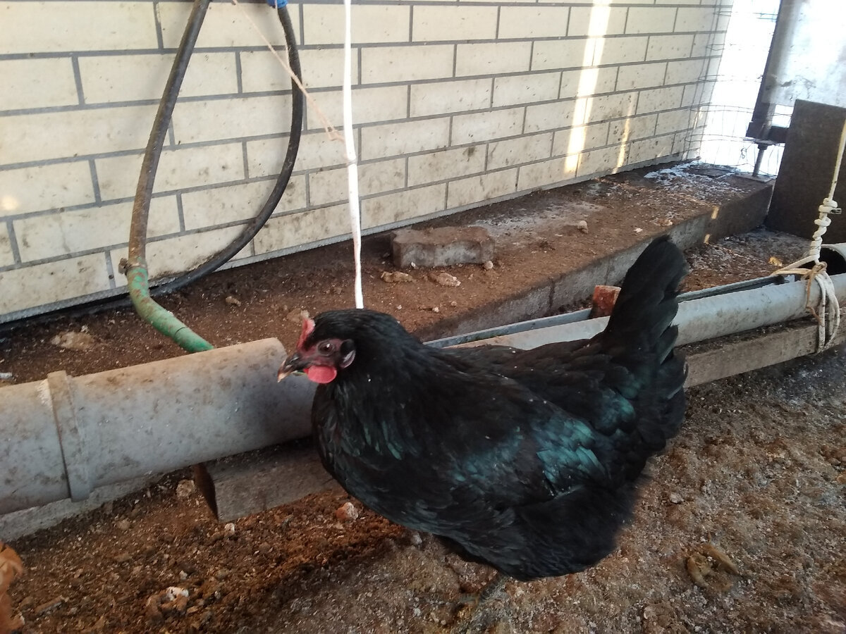 Мой "День Свободный от Забот"