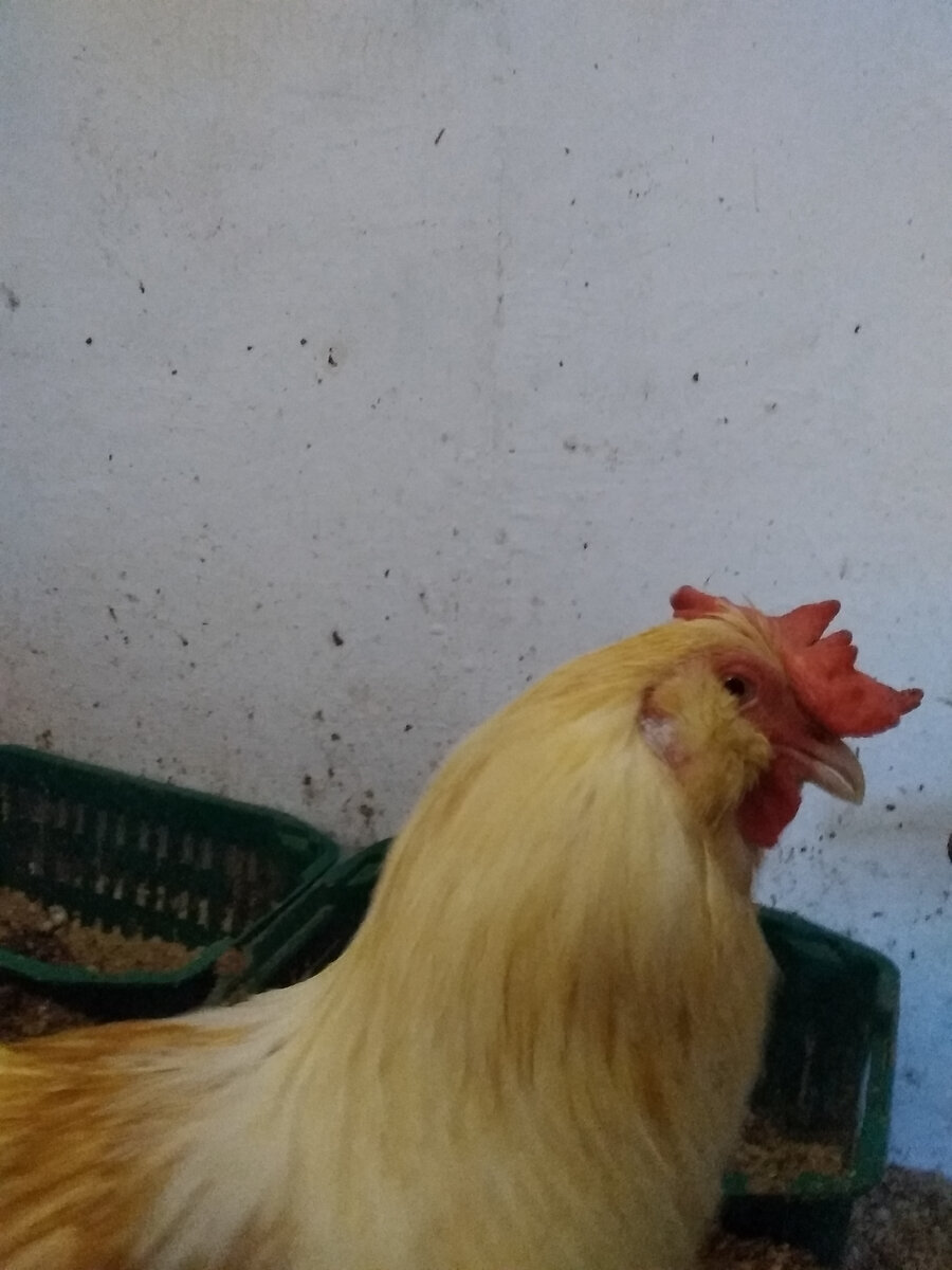 Мой "День Свободный от Забот"