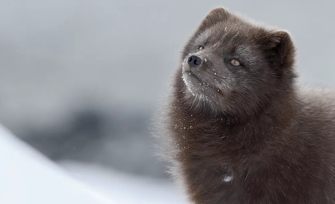 Животные России из Красной книги (примеры)