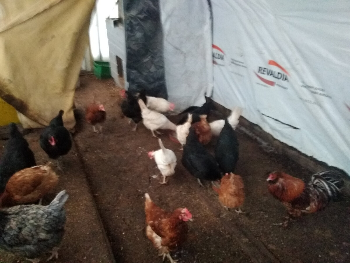 Мой "День Свободный от Забот"