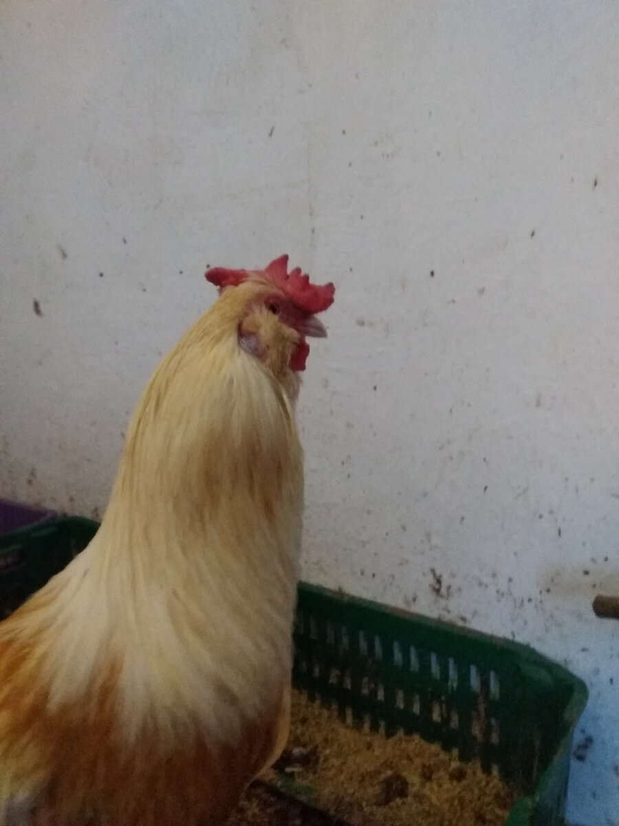 Мой "День Свободный от Забот"