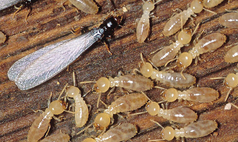 Миссия невыполнима? До 1 мая квартира-студия в старом автобусе в тропической глуши должна быть готова. Термиты, паркет на потолке и тент на крыше