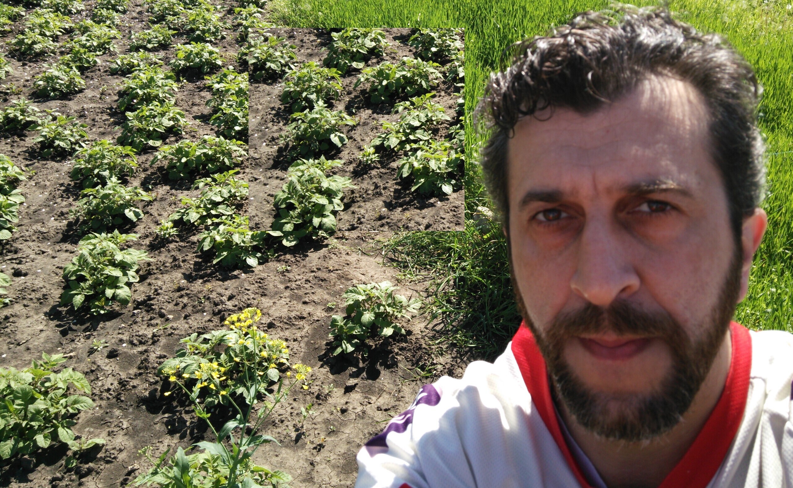 Все эти Ваши голландские, немецкие, гребневые и прочие способы посадки картофеля, либо очень трудоемкие, либо мне не подходят.