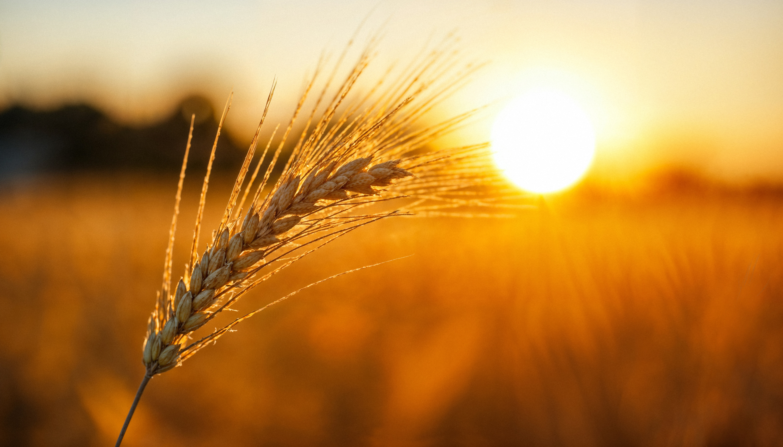 Сегодня Иларионов день. Советы от наших предков