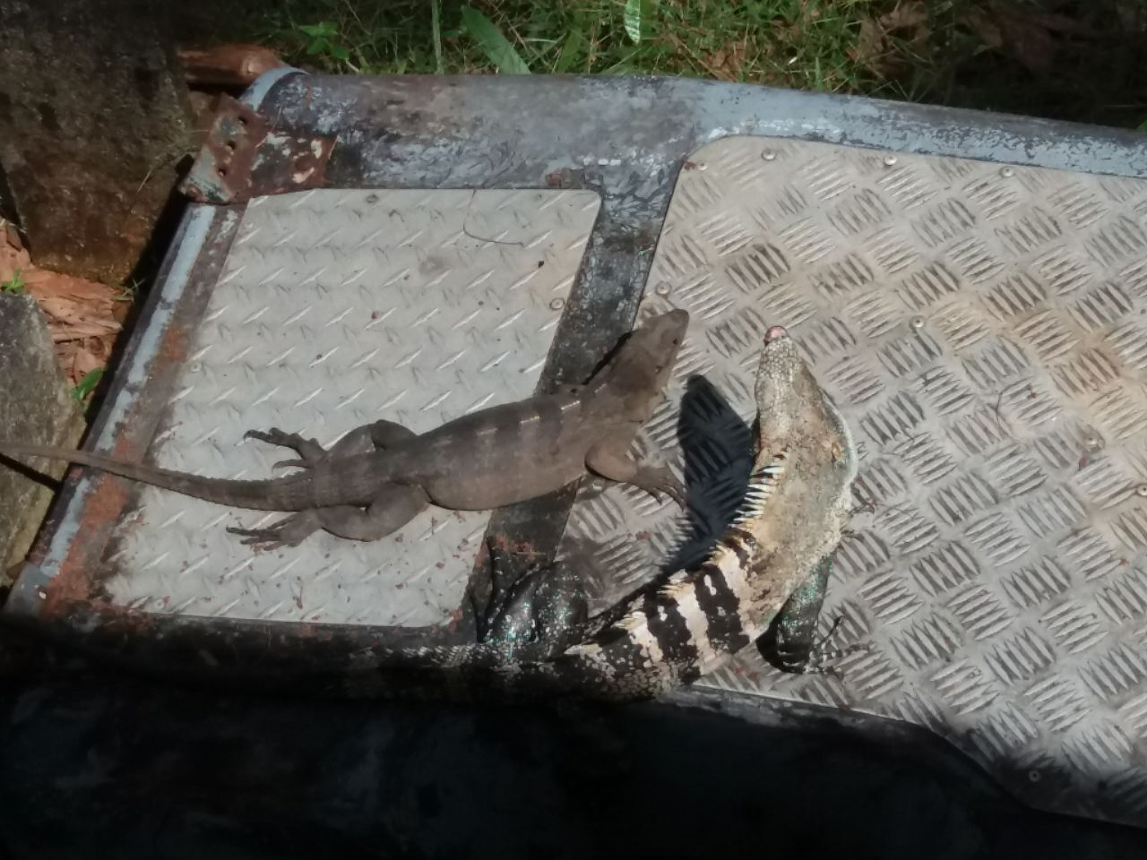 Как я оказался в эмиграции, и почему считаю, что сделанный своими руками дом в автобусе в лесу лучше, чем дворец в мегаполисе