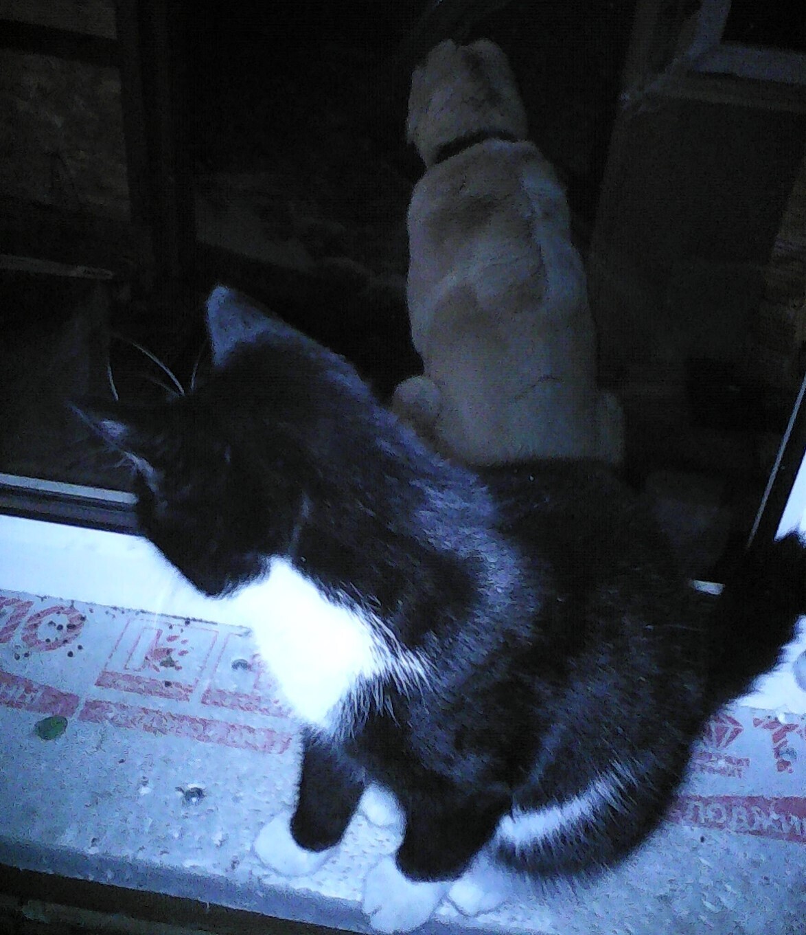 Дуся (2) /Зима/