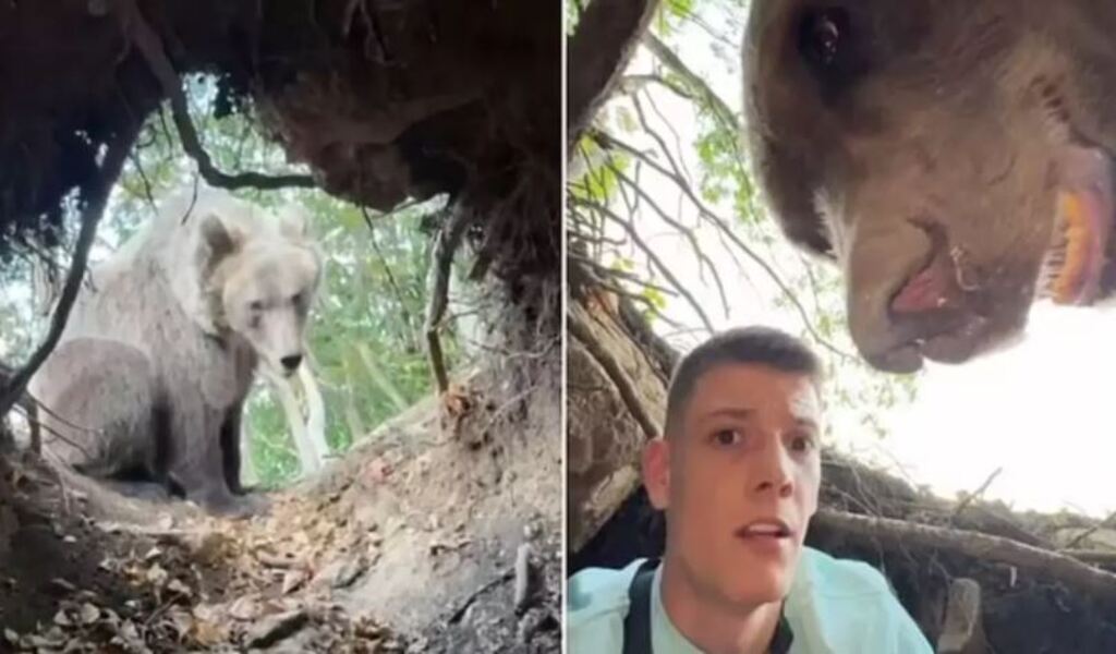 Инфлюенсер снимает себя в берлоге медведя