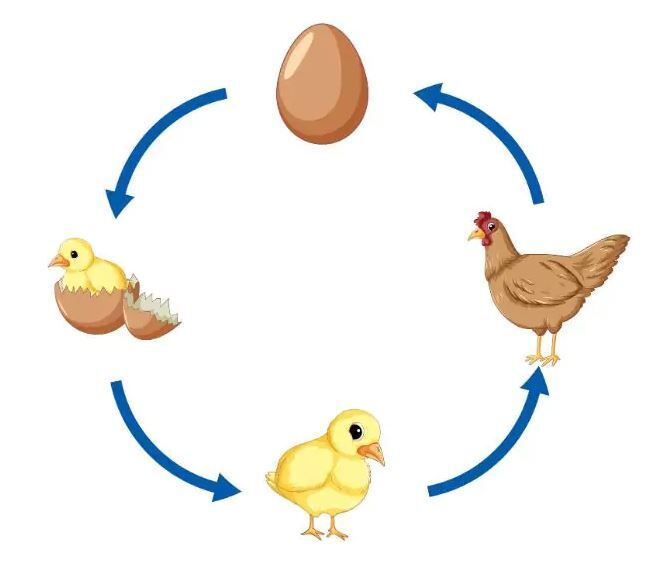 Что появилось первым — Курица или яйцо