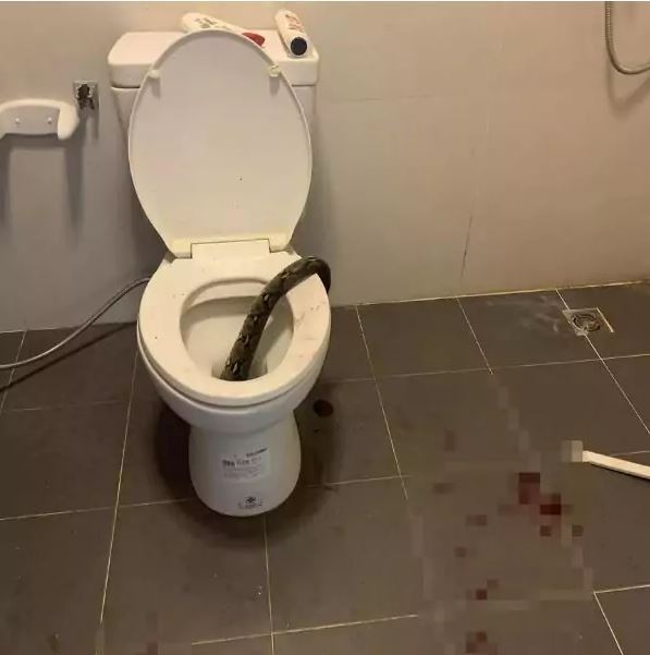 Питон укусил мужчину за яйца, когда тот сидел на унитазе. Шокирующий случай