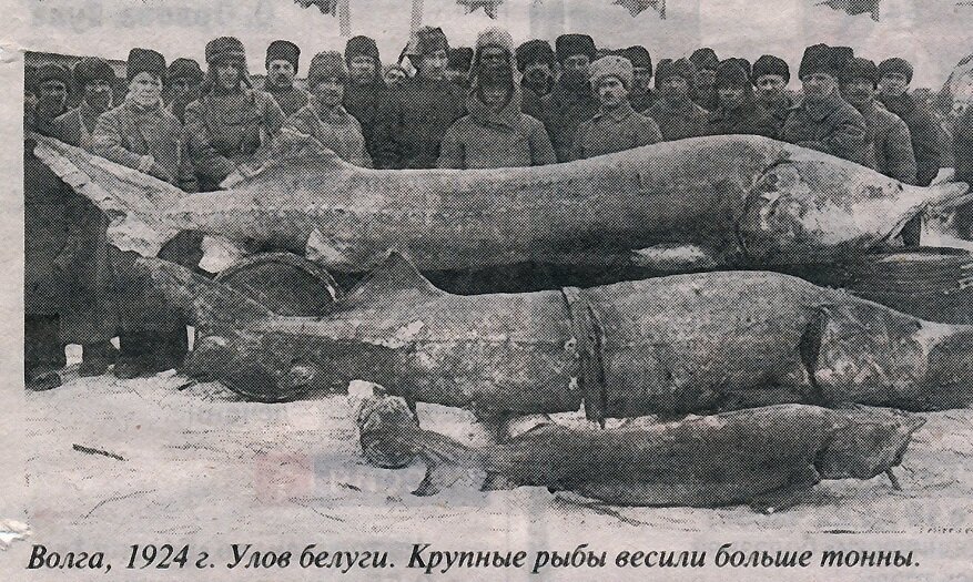 Почему черная икра такая недоступная в России? В СССР икру ели ложками или черное золото Советского Союза