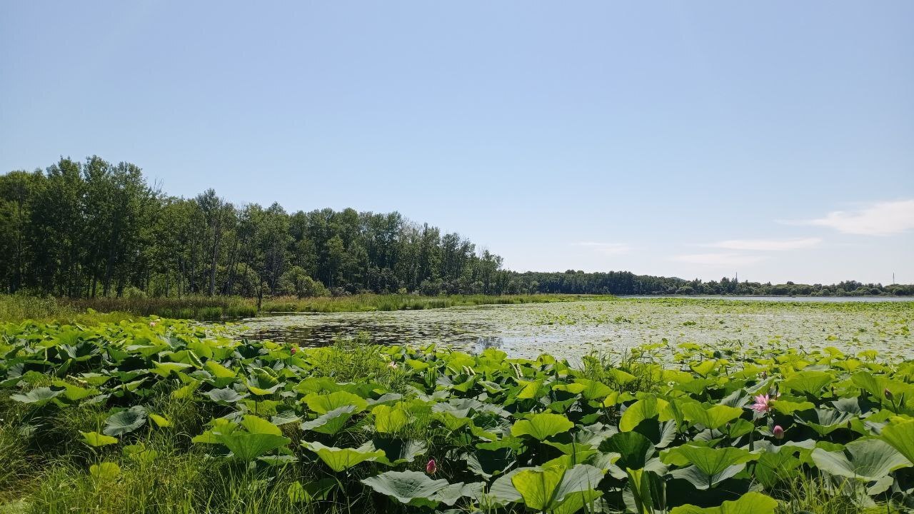 Почему ваш огород не любит вас (и как это исправить)
