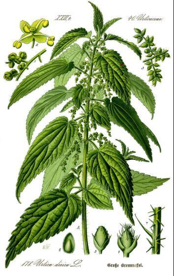 От выпаденияволос найдём рецептов целый воз