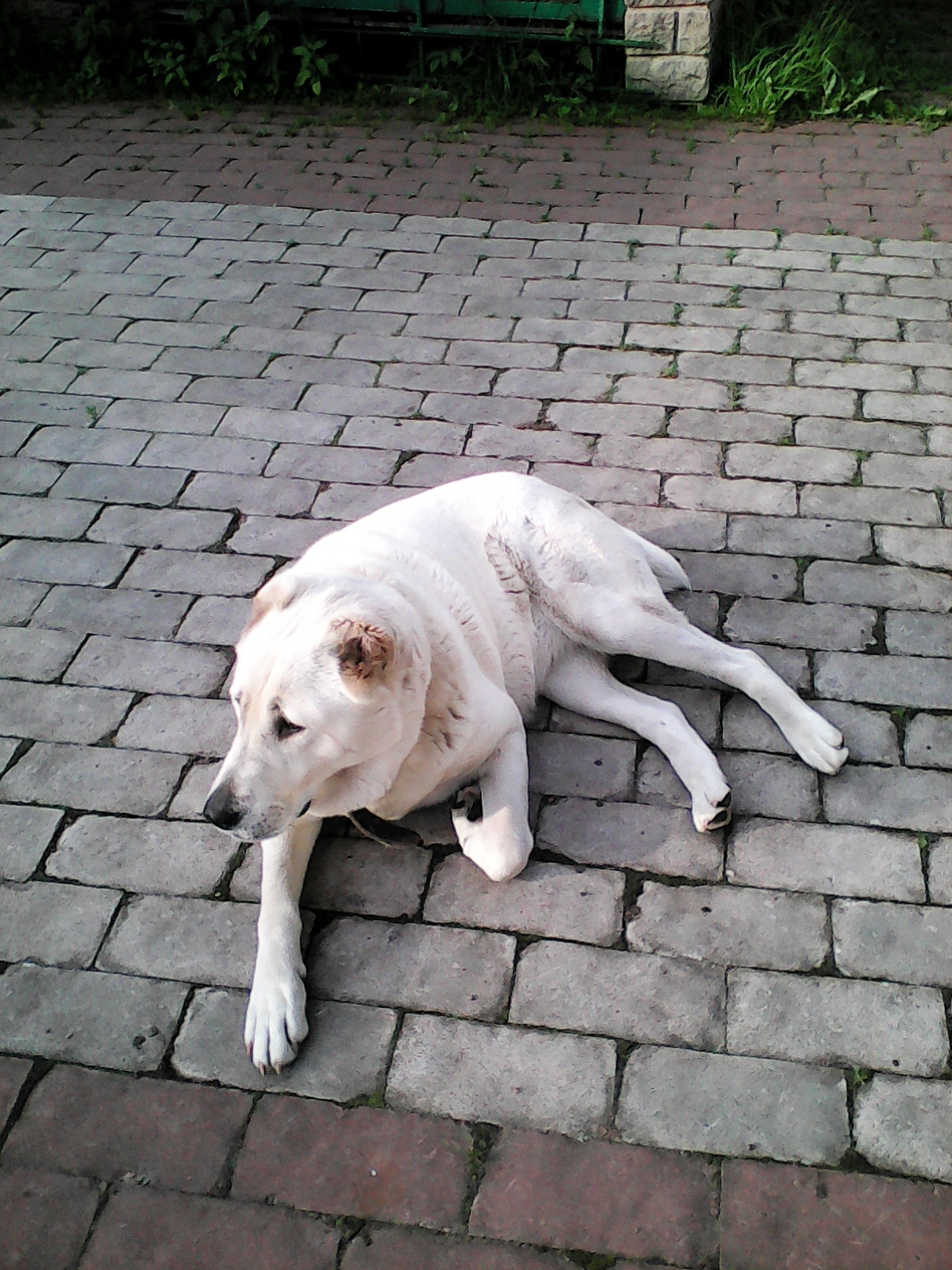 Памяти Зефира.