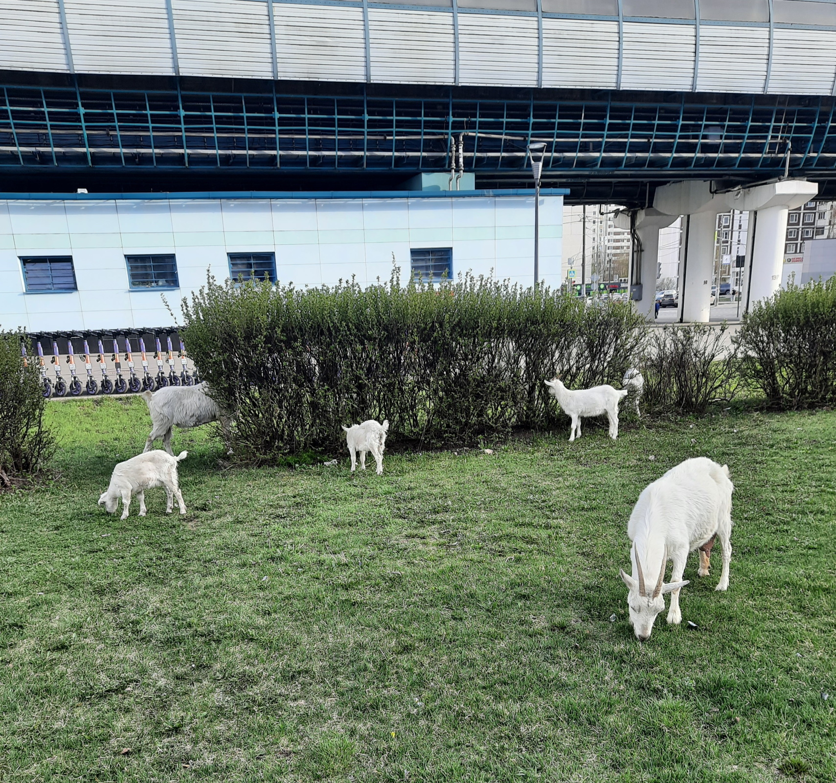 Коза с козлом перед окном...