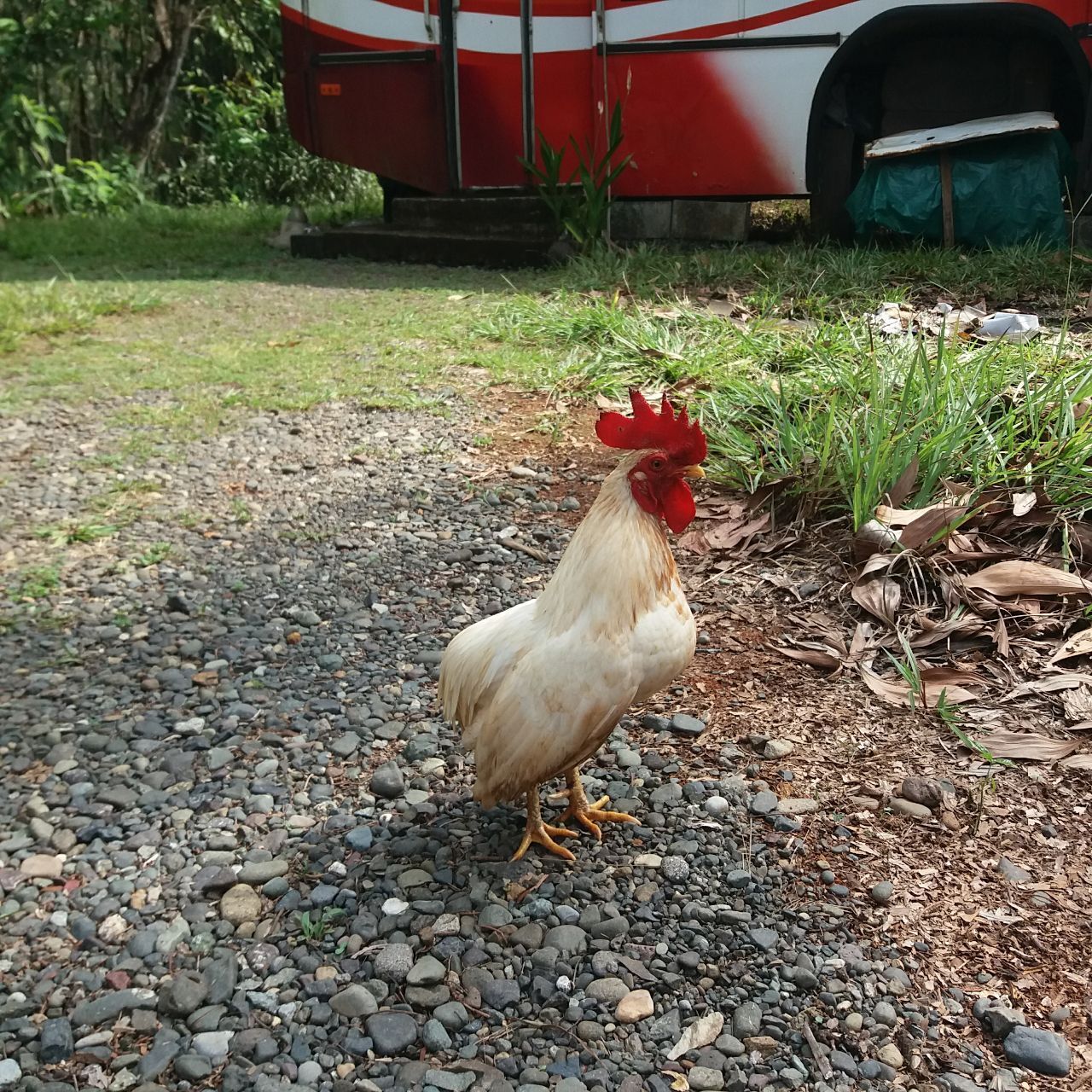 Пока я делал заказ стройматериалов, к нашему дому прибился очередной добровольный домашний питомец и нарушил все планы строительства