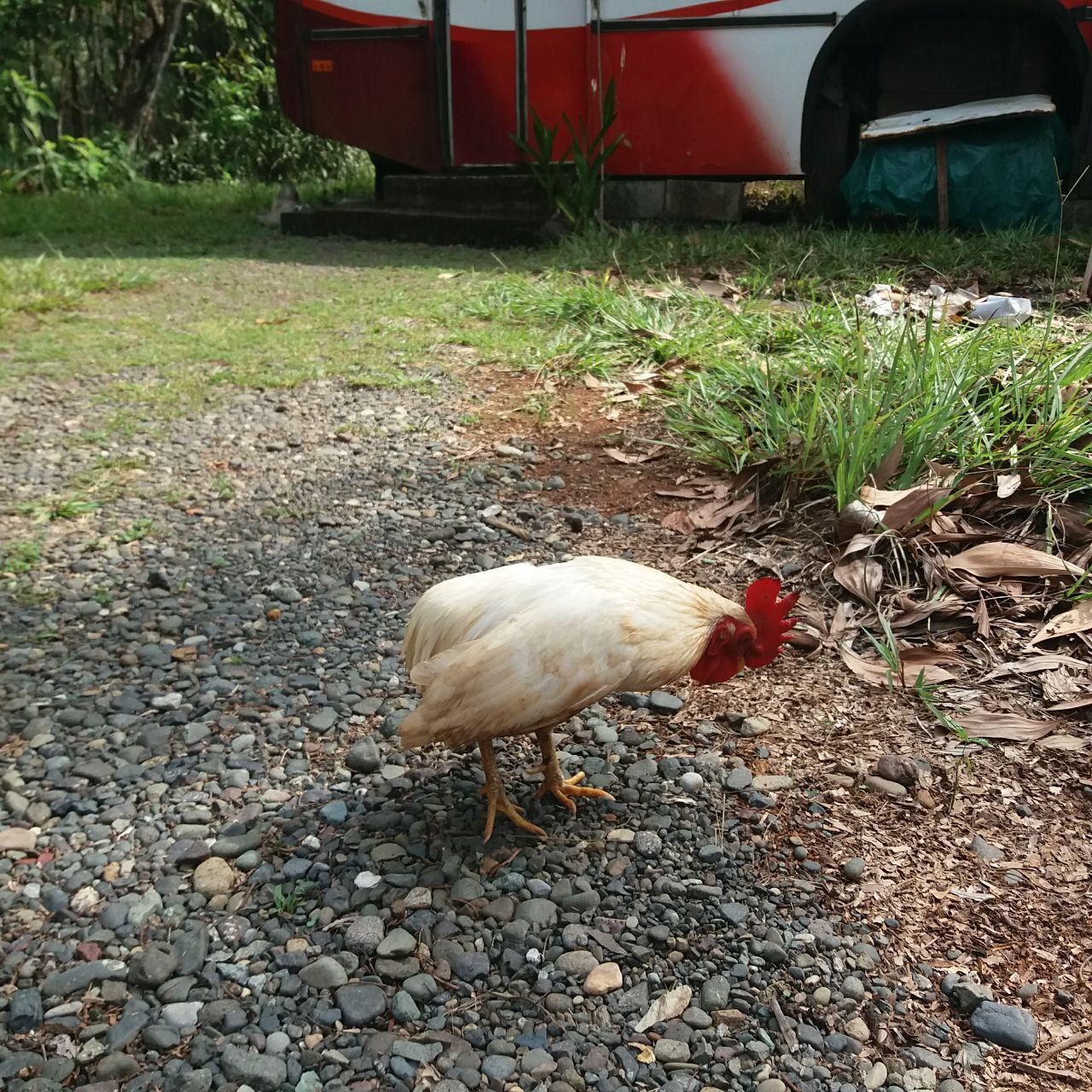 Пока я делал заказ стройматериалов, к нашему дому прибился очередной добровольный домашний питомец и нарушил все планы строительства