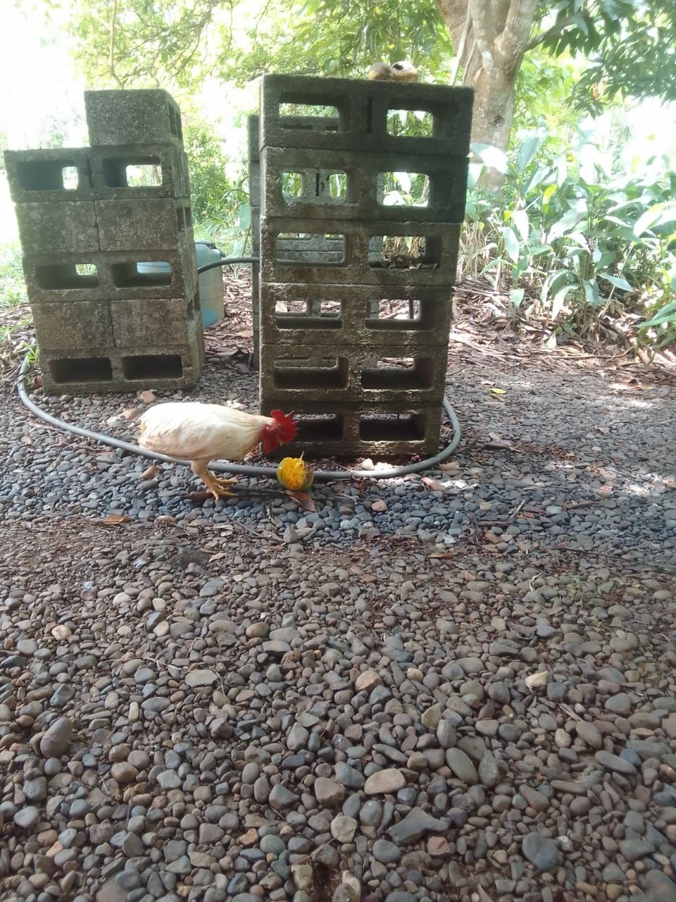 Пока я делал заказ стройматериалов, к нашему дому прибился очередной добровольный домашний питомец и нарушил все планы строительства