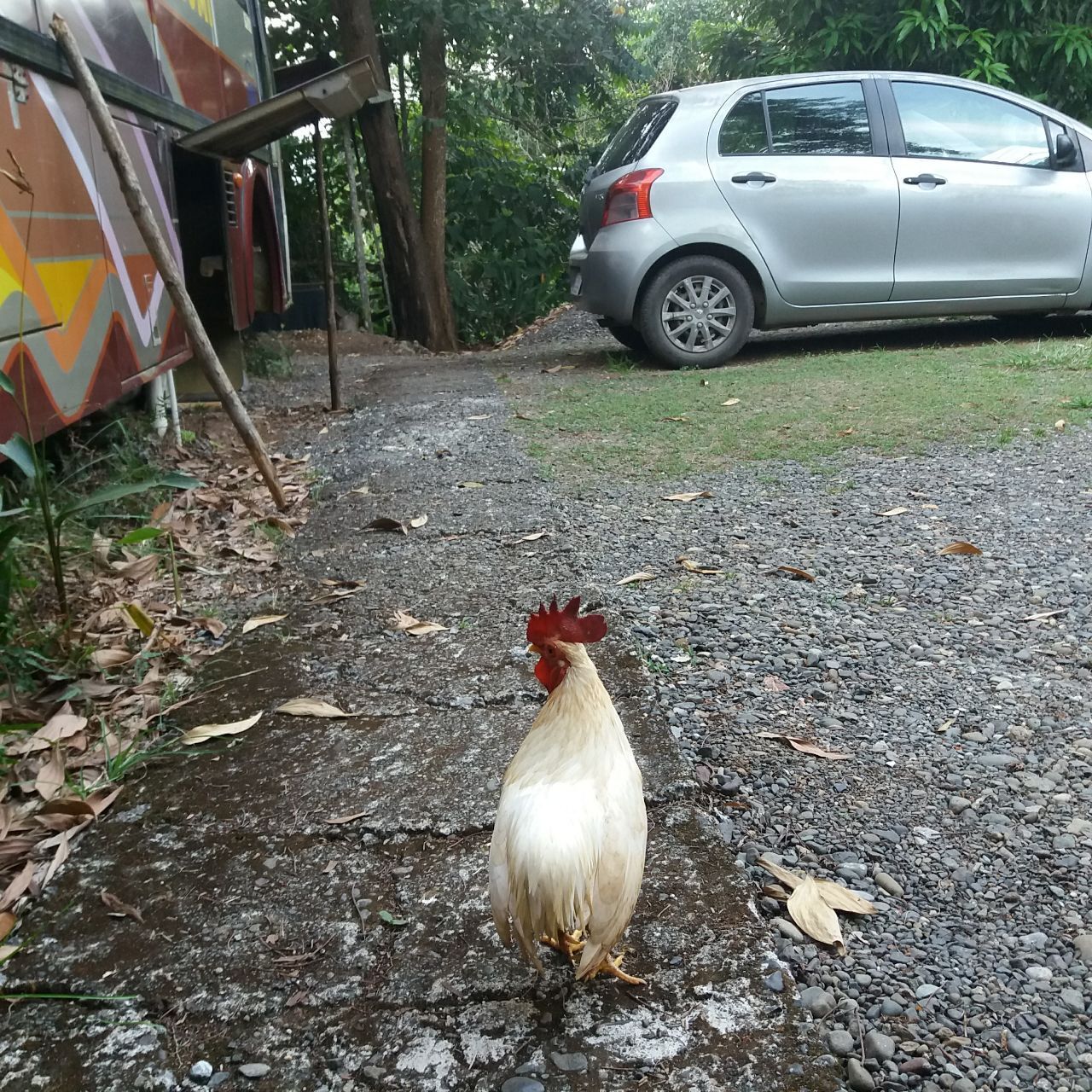 Пока я делал заказ стройматериалов, к нашему дому прибился очередной добровольный домашний питомец и нарушил все планы строительства