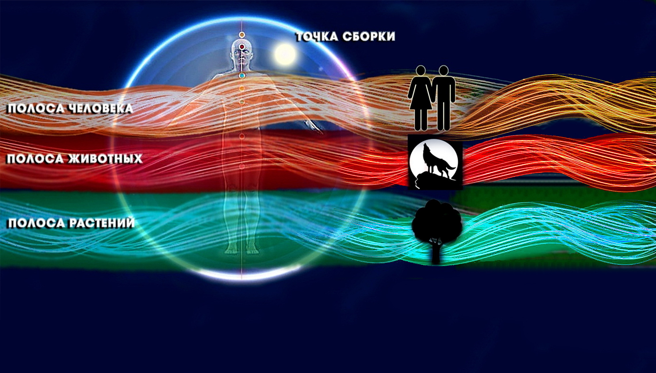 Секреты реального физического превращения человека в кошку, собаку, волка, медведя...