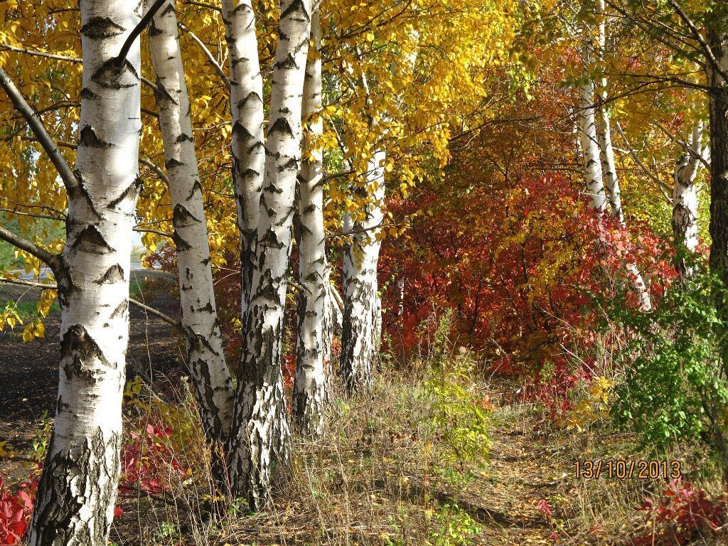 Как я заблудилось в Ботаническом саду ЮФУ г. Ростова-на-Дону, осталась без связи и Интернета и три часа плутала среди деревьев