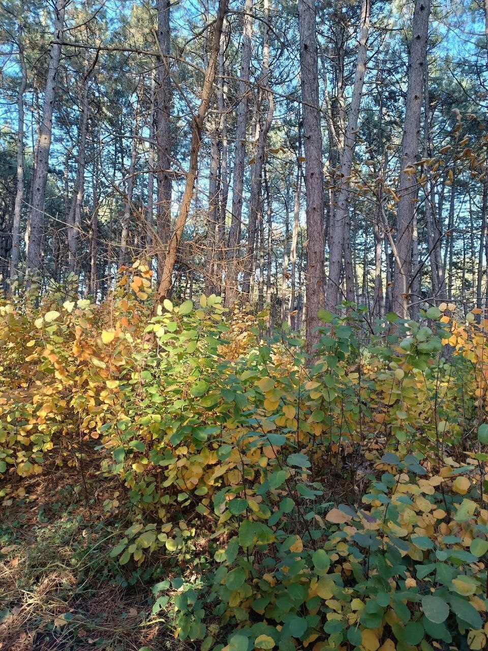 Как я заблудилось в Ботаническом саду ЮФУ г. Ростова-на-Дону, осталась без связи и Интернета и три часа плутала среди деревьев