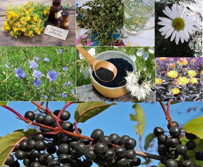 Совет практический от гепатита хронического