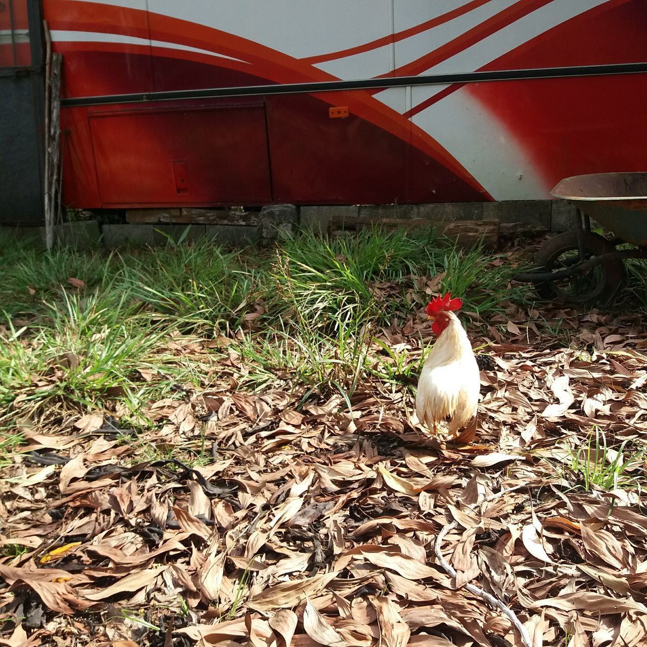 На днях в нашей жизни мистическим образом появился петушок араукана и не менее таинственным образом исчез