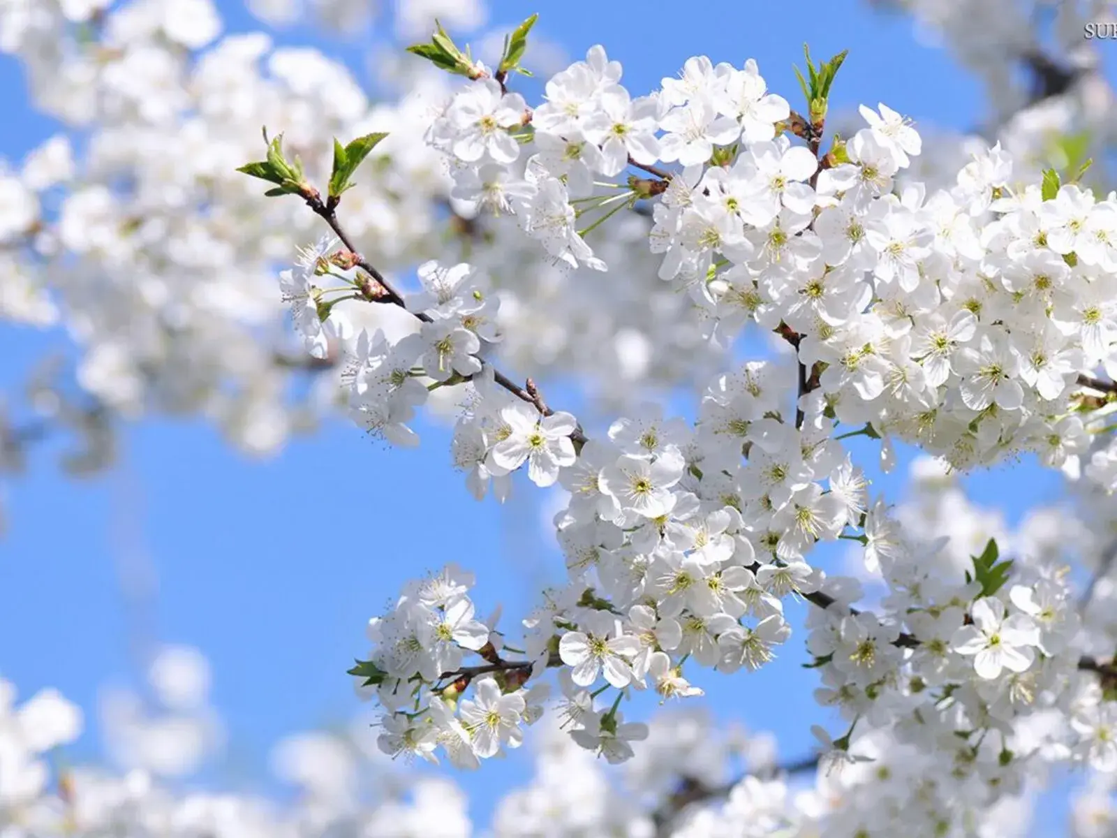 Новое в законодательстве России с 1 мая 2025 года