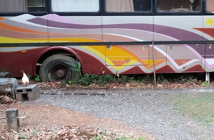 На днях в нашей жизни мистическим образом появился петушок араукана и не менее таинственным образом исчез