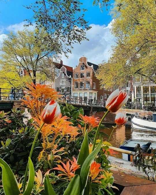 Амстердам: Город каналов, тюльпанов и свободы 🌷🚲🇳🇱