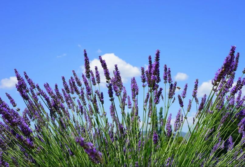 От кашля помогут многие варианты. Теперь попробуйте запахи лаванды