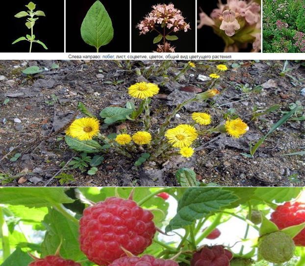 От простуды не страдай: пей-ка лучше вкусный чай