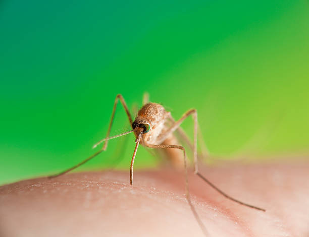 Внимание, тучи комаров в аномальном количестве ожидаются в мае!