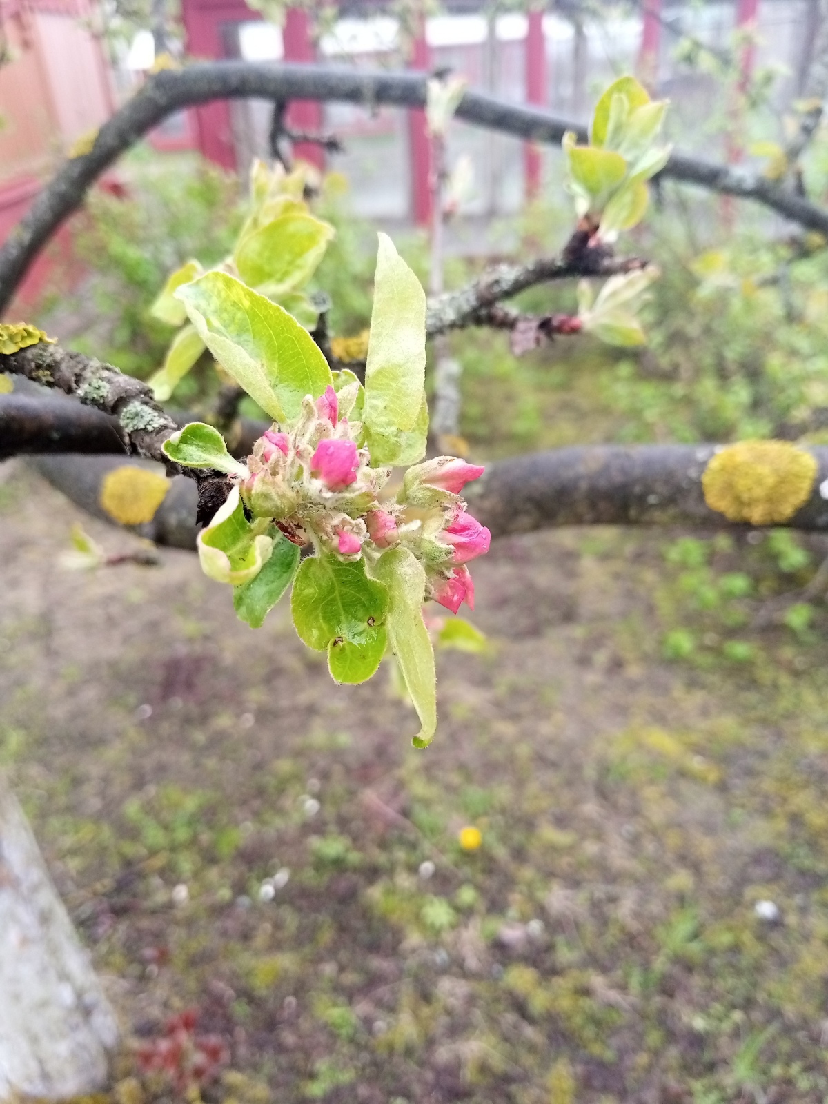 Сидру быть! - сказали яблони.
