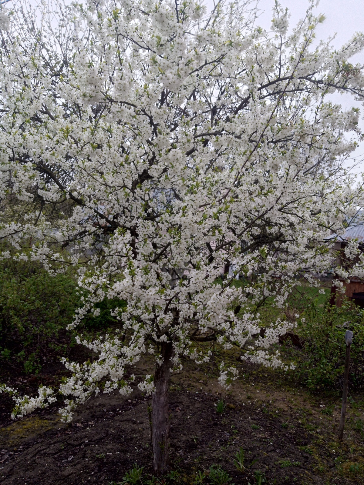 Сидру быть! - сказали яблони.
