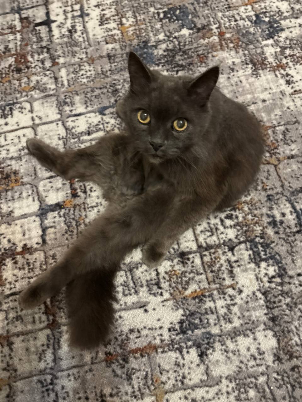 История о любимом питомце. Как приложение - его смешные фотографии