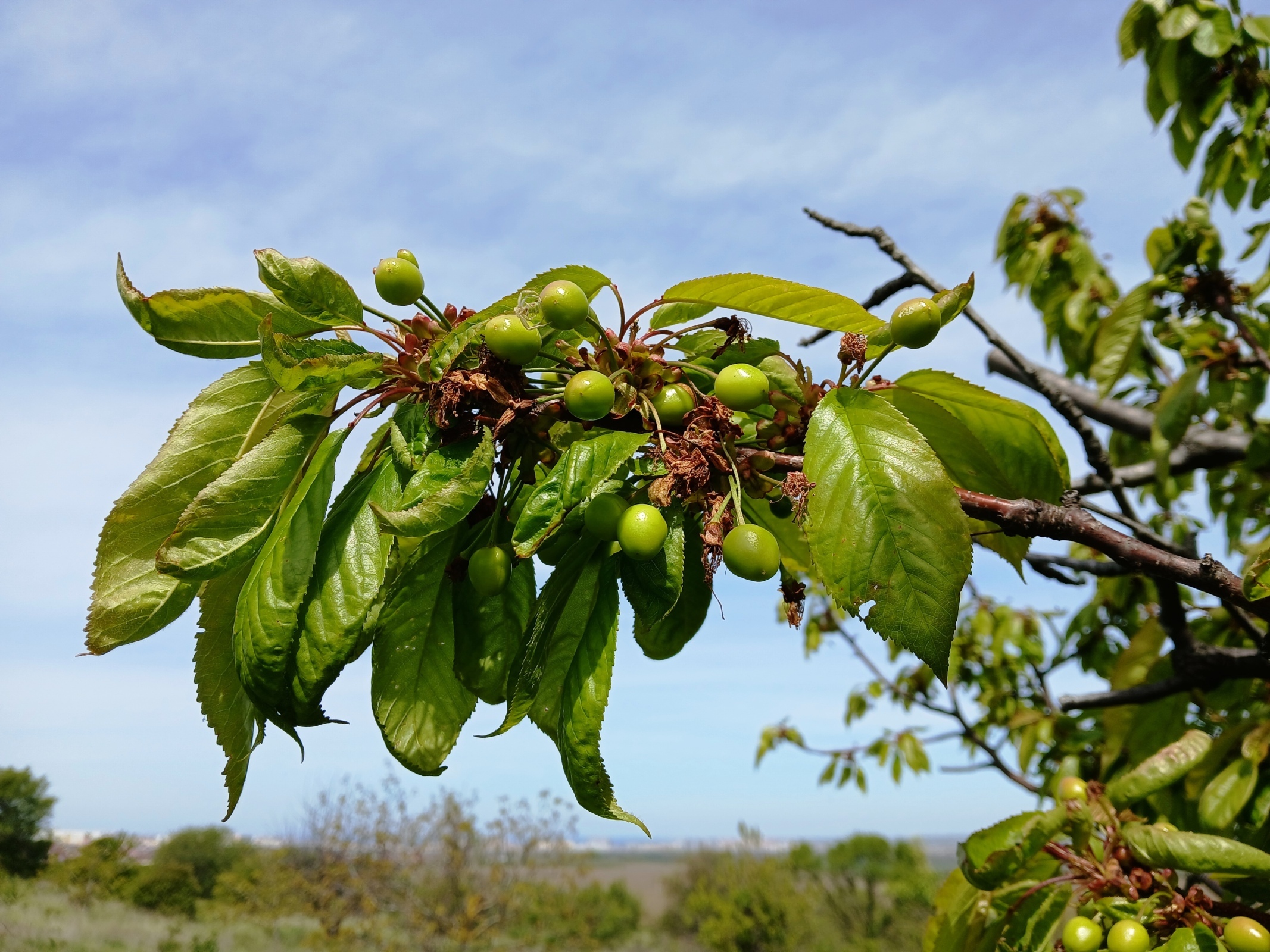 Глумление VS Гонение?