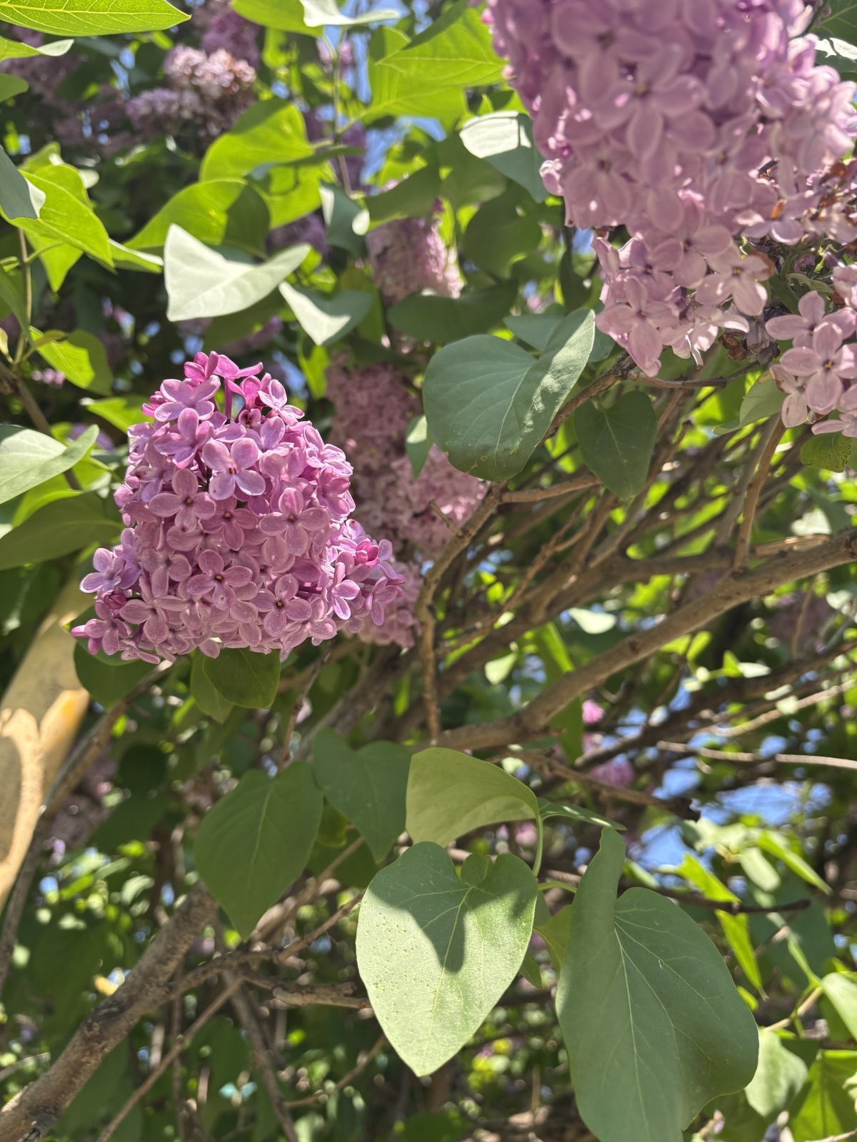 С Праздником Весны и Труда всех пользователей 9111!