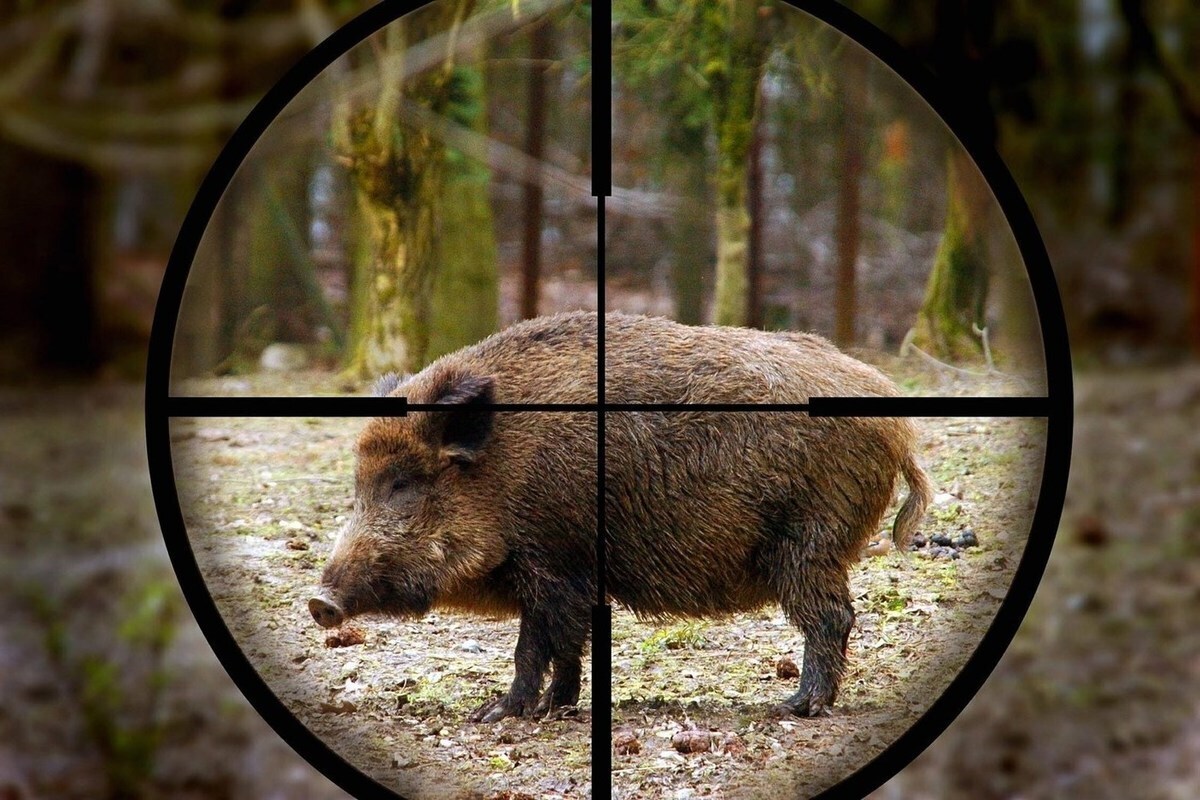 Охота на кабана с подхода!!!