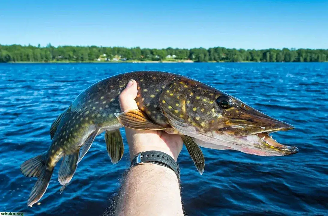 Ловля щуки!!!