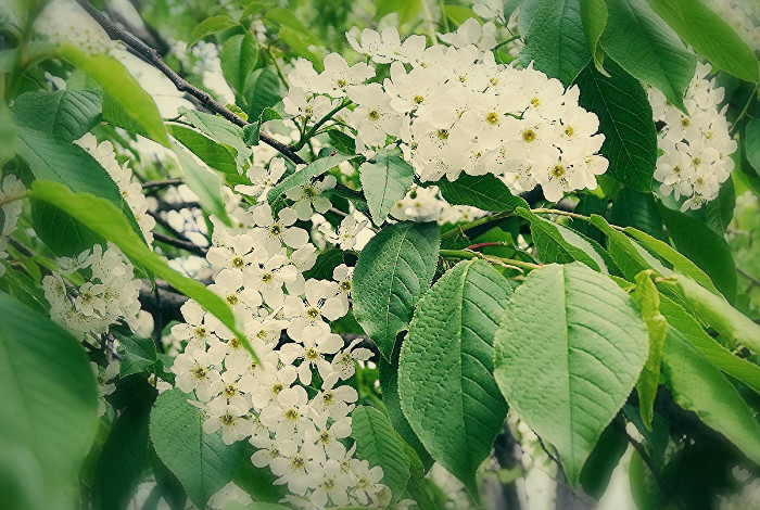 Варианты использования сырья черемухи. Анонс статьи